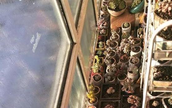 扦插|教你在家用塑料瓶养多肉,不用土就能扦插叶片,成活率贼高