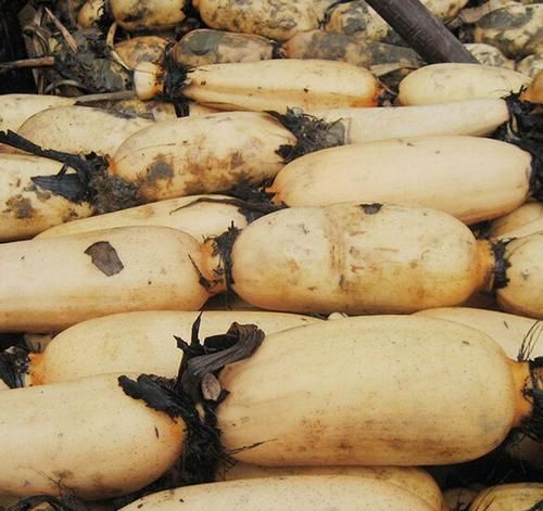 女人爱美，推荐3种食物，美白护肤，延缓衰老，营养又美容