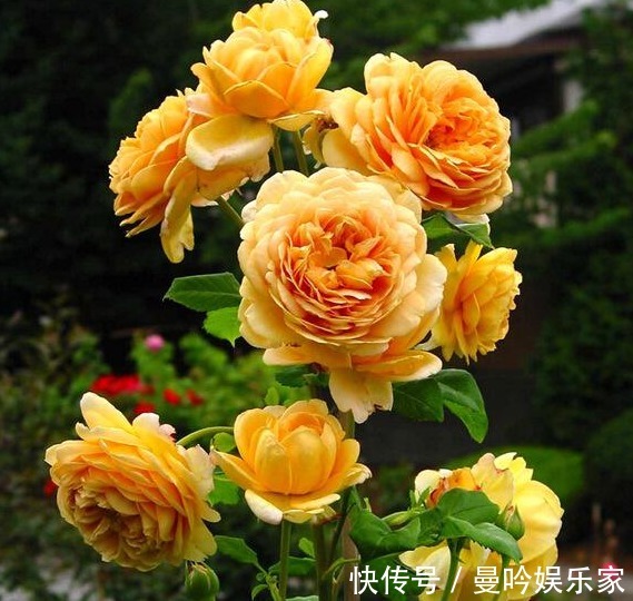 花草匠|1种“黄金花”，开花金灿灿，花香胜茉莉，比玫瑰更娇艳，开三季
