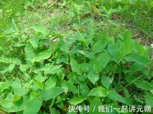 咳嗽|农村一种似竹叶的野草,农民曾拿来喂牲畜,殊不知治疗咳嗽有奇效