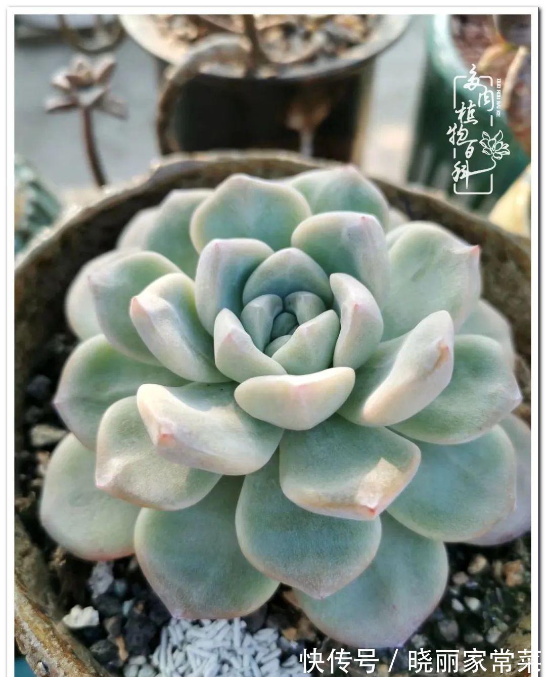 百科|多肉之路,让我沉醉,浮世三千,有肉就欢!