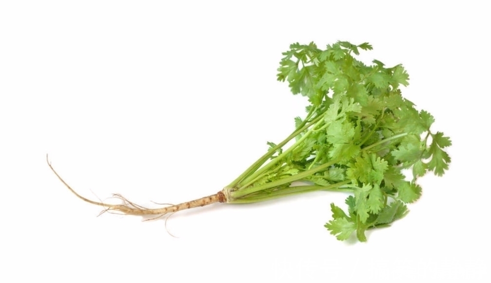 加丁香|用香菜根煮水喝,坚持了5天,4个好处不请自来,早知早好