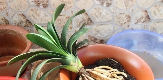 换盆|君子兰怎么换盆做好这几点,你就明白了,服盆效果好能开花