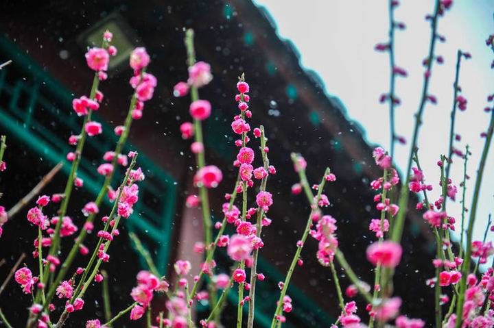 中年|春暖花开时，趵突泉踏雪寻梅来