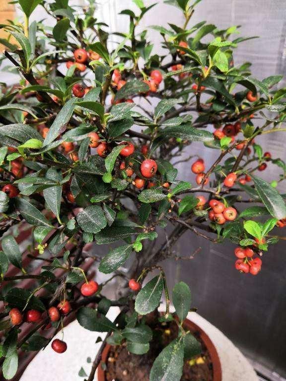 一种花叫做“吉祥果”,小时候砍了当柴烧,长大竟然变成高端盆景