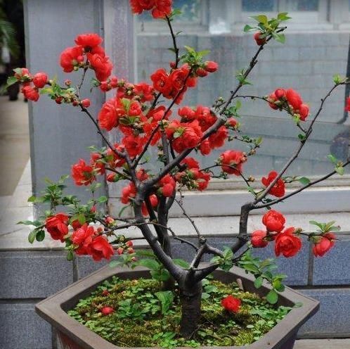 花贵妃|一鸣惊人的5种树桩盆景,好看还不贵,养家里奢华显档次!