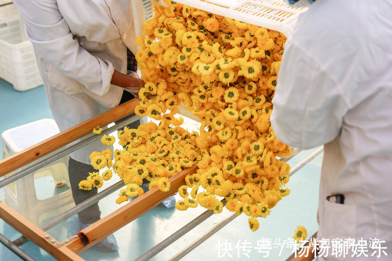 谷赏菊品菊|秋日自驾山东新泰，万亩花海良心谷赏菊品菊