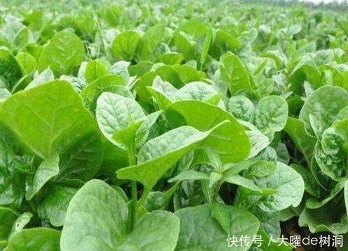 保健|农村这些集营养、保健、医疗于一体的天然野菜，你认识几个呢？