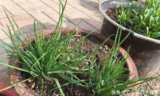 春季阳台盆栽“3种蔬菜”，易成活，绿色又美味，吃完一茬又一茬！
