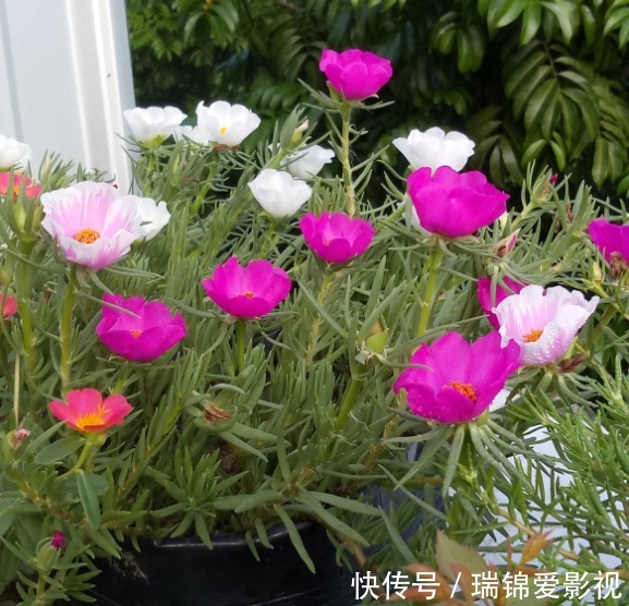 死不了的花,枝条沾土就活,从4月开到12月!