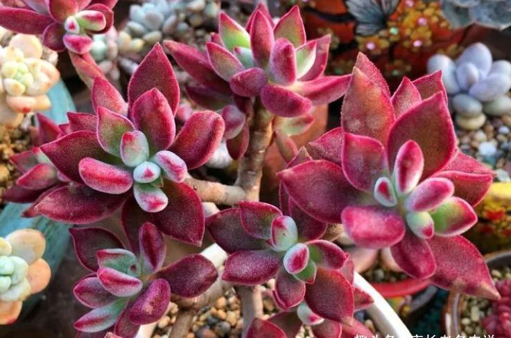 红宝石和锦晃星,两种叶片都能全红的多肉,谁才是你心目中的宝?