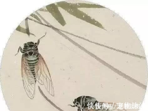 周而复|蝉噪林逾静,我们看一下古代“蝉”的文化寓意