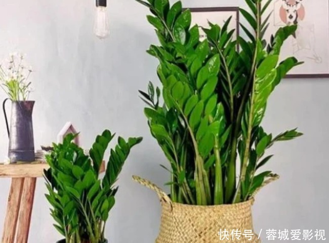 富贵竹|正月二十五招财运,4种“富贵花”华丽大气有内涵,寓意牛气冲天