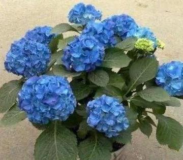 散光|北阳台阳光少,可是此7种花,照样一个劲儿开花,连开几个月