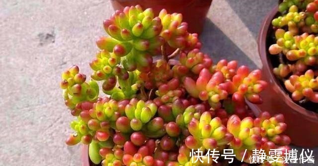 多肉|冬天多肉看起来无精打采浇水时注意5点,棵棵精神饱满