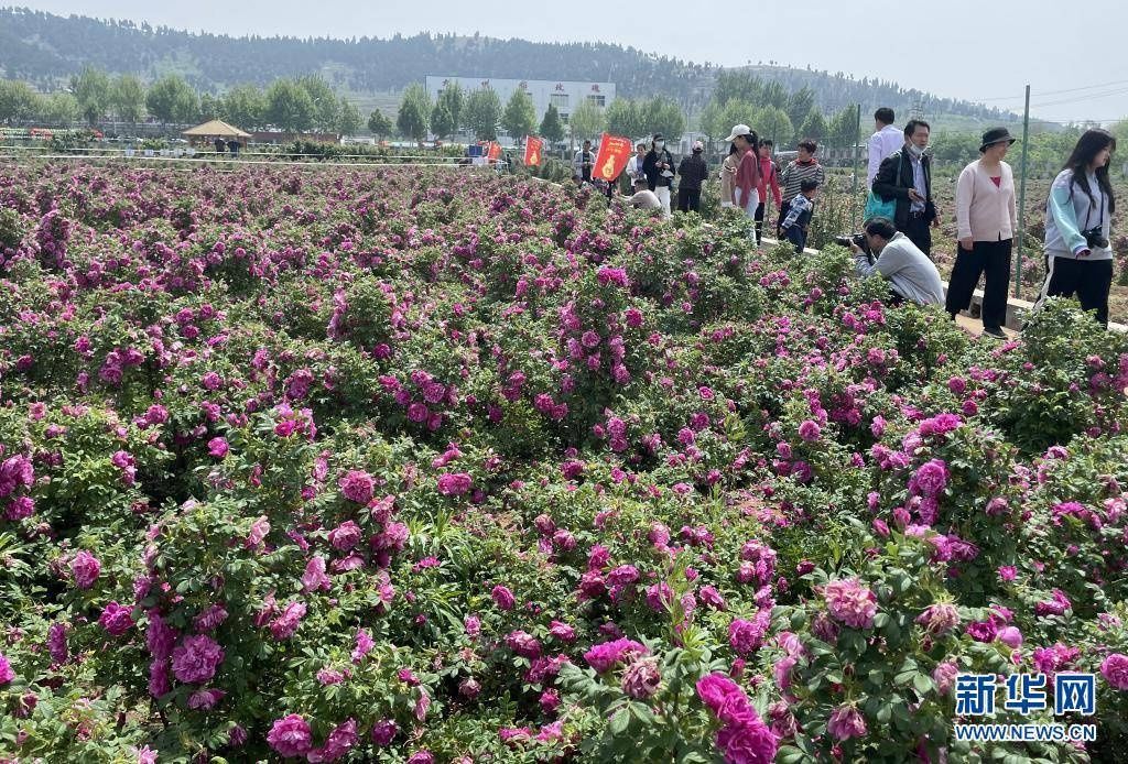 玫瑰花开醉游人