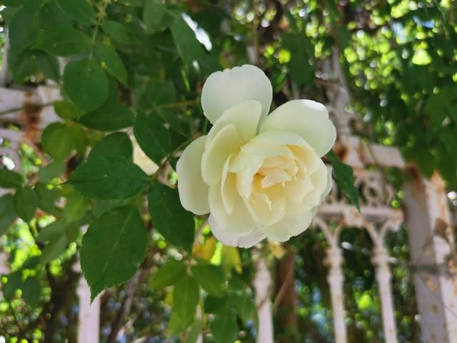 芦荟|爱花的人，这些家庭养花小知识你知道吗？