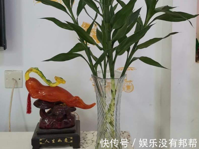 主干|水培富贵竹,春节前后养不活,聪明人都玩养成,在夏秋入手