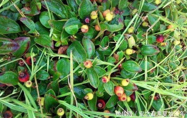 野生|农村这种野果,以前的人们拿来泡酒,其实它还是一种很好的药材