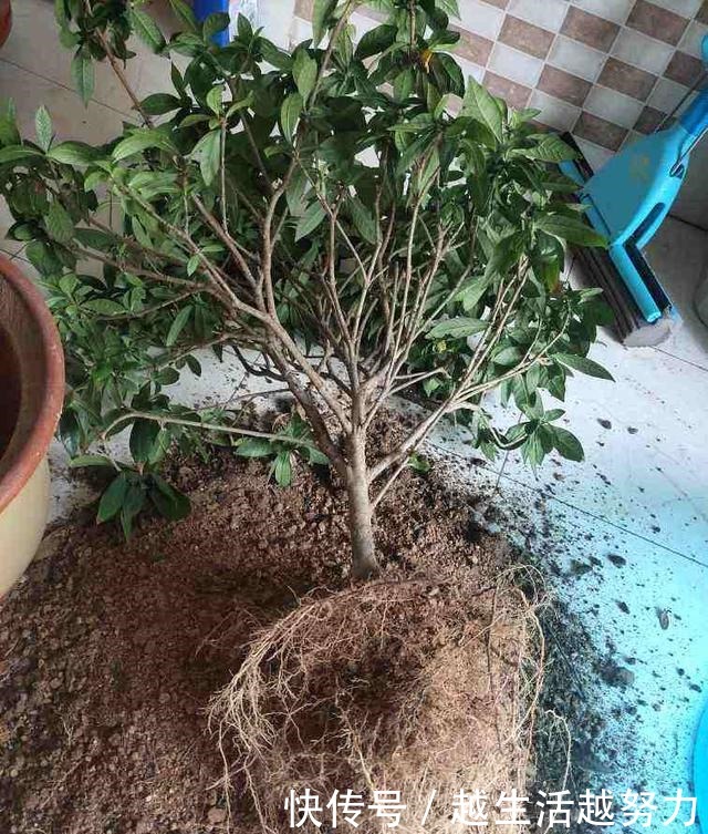 养花30年的大神说,这“3点”养花技巧,学会了啥花都能养活!