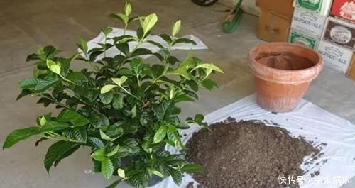 茜草科|养“栀子花”,注意1个小细节,不黄叶、不掉苞,油绿茂盛开花多