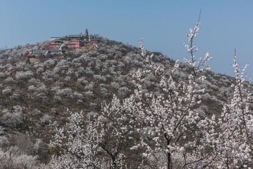 古塔古寨相伴，杏花开遍山野——荥阳千尺塔迎来最美的季节