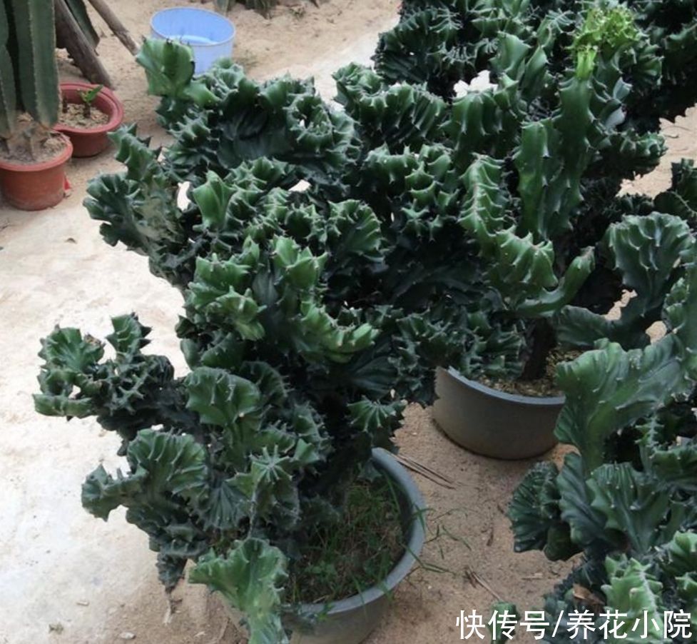 旺宅|家中养盆“玉麒麟”，招财旺宅寓意好，还容易养护