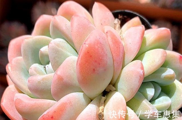 养多肉让我们明白很多道理,想得到需要等待,不珍惜可能留下遗憾!