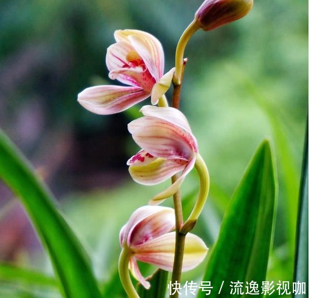植料|老花农养兰花,用3种植料,兰花不烂根,芽蹭蹭冒,花呼呼开