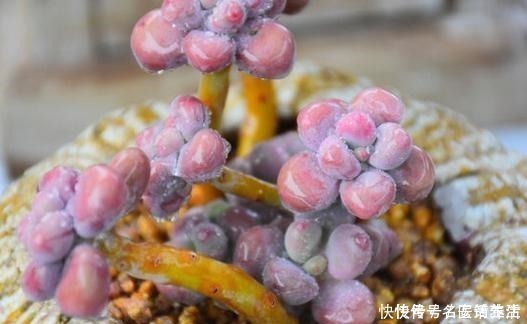 花友会|一位花友控养了3年的桃蛋,看看美不美,做好这几点你养桃蛋也美!