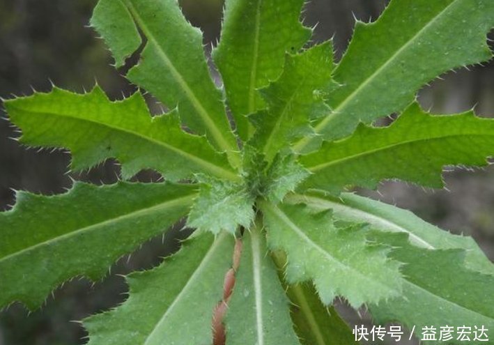 刺儿菜|农村这种野菜，若见到请带回家，是治肝炎良药，泡茶喝更长寿