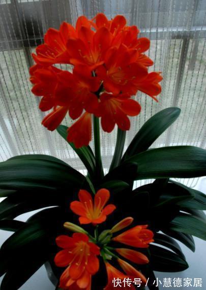 植株|君子兰怕“三高”，及时避开才能长出好状态，叶片挺拔如折扇