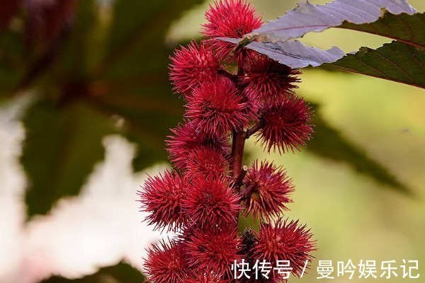 入药|不受待见的蓖麻,根茎叶都能入药,浑身是宝价值高,更有3个功效