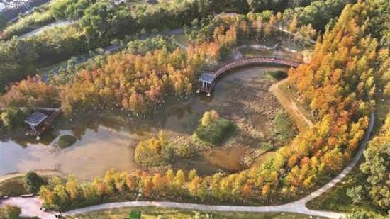 深圳|深圳龙岗红花岭公园落羽杉林红了