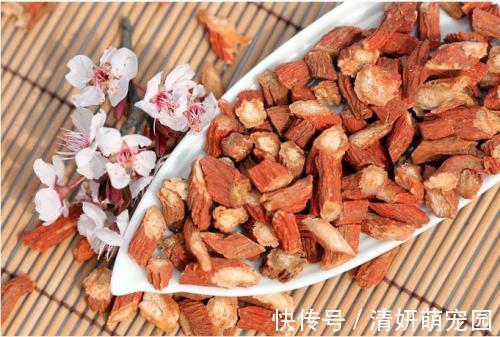 蒲公英|一张“修补胃壁”的方子！两味药，化解淤血，补平糜烂，缓解胃痛