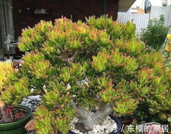 吸财树休眠过后，做好四点，养出好状态也不难