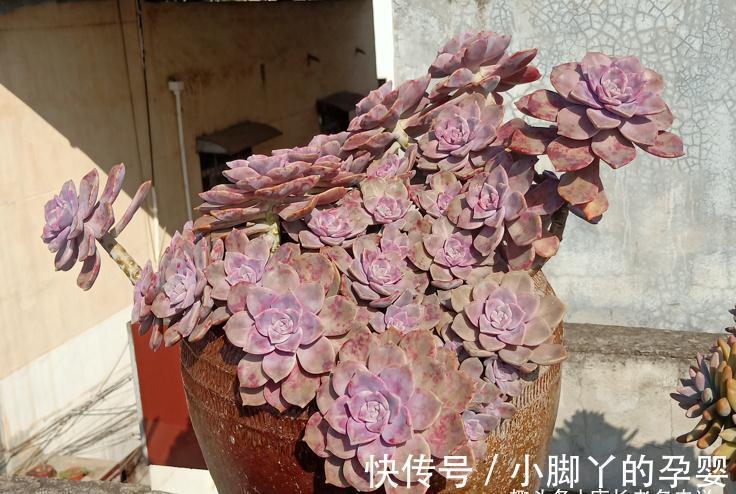 血斑紫乐?糖心紫乐?可别交智商税了!其实多肉紫乐就只有一种