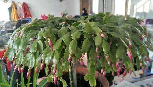  开花|蟹爪兰哗哗掉叶子，避开2个“坑”，蹭蹭冒新叶，一年开花好几茬