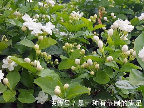 4种花,可不能惯养,赶紧搬出去,越狠狠晒,越开花满枝头!