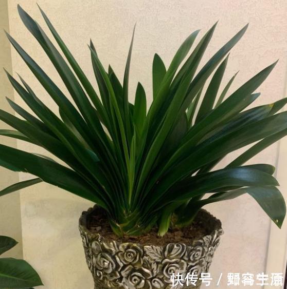 君子兰养养烂根了原来是“浇错水”惹的祸,教你浇水诀窍