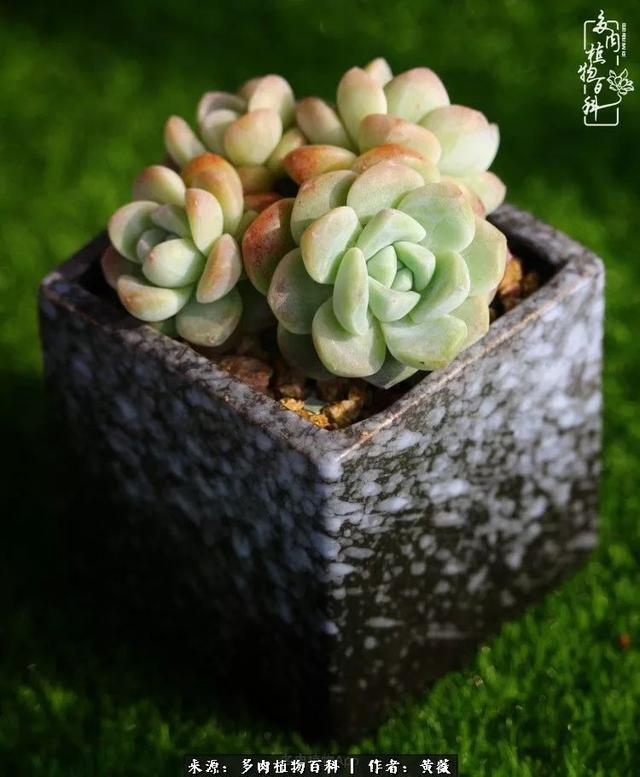 养了三年多肉，终于明白佛系养肉才是王道！