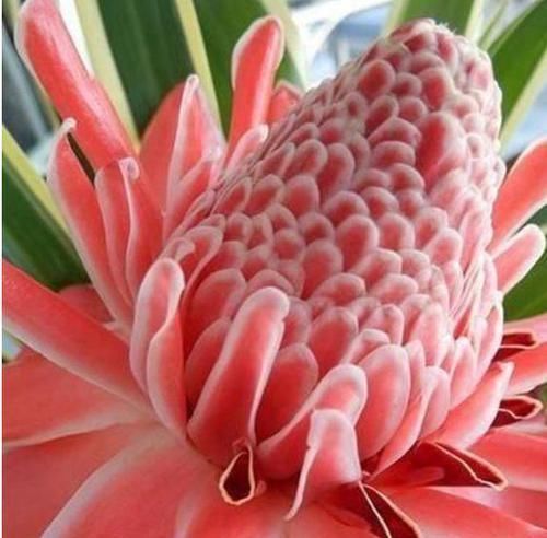 招财纳福|开花最香的4种花，旺宅、招财好兆头，鸿运当头事业顺！