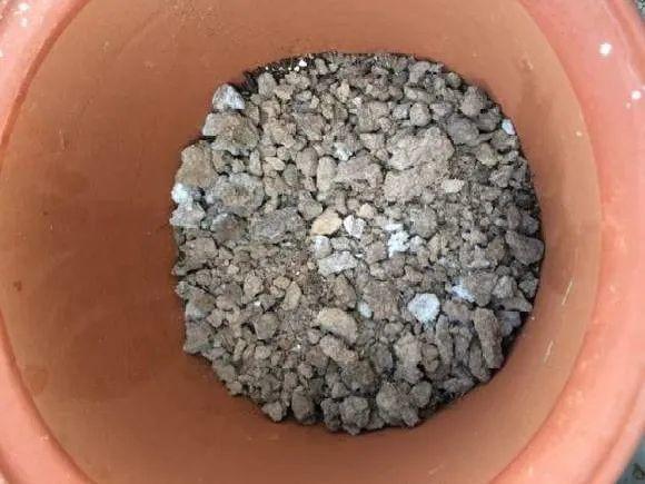 蟹爪兰|长寿花换盆，切忌越换越大，一直用小盆养才好！