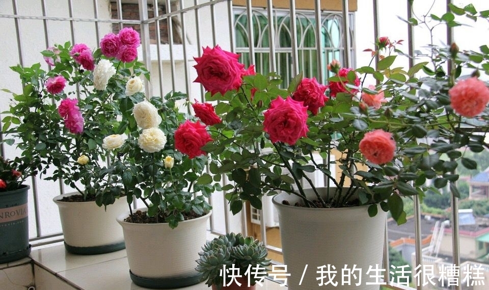 新买的月季小苗,4个关键处理好,根壮苗旺,卯足劲开花