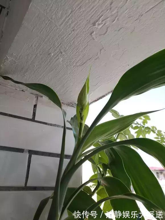 富贵竹|4种花有灵性，平时难开花，一有好事就开花！