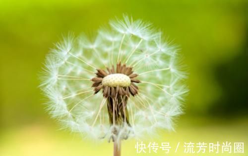 寒湿|27岁女子喝蒲公英养肝,坚持半年后,她的身体好了吗?值得学吗?