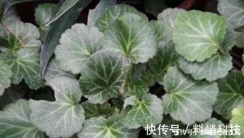 药材|农村有种叶子，形似荷叶，却是名贵药材，清热解毒，湿气一扫而光