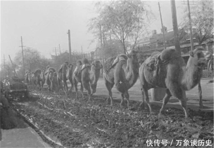  承德|京承高铁开通之时说交通：《骆驼祥子》的骆驼是从承德牵出去的