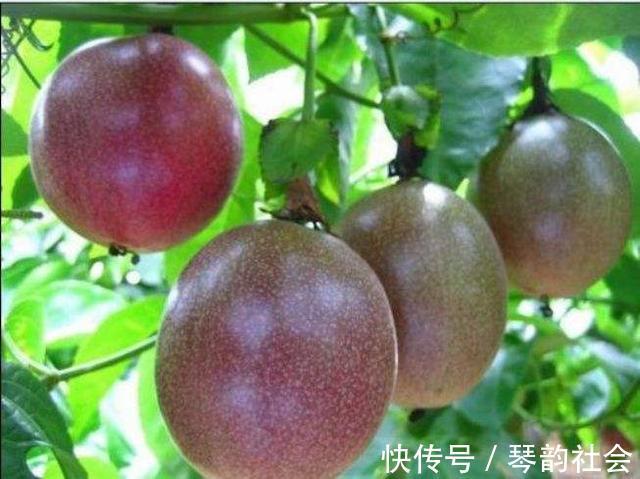 排毒養顏|女性羨慕別人皮膚好，平時多吃3物，排毒清脂，細膩皮膚