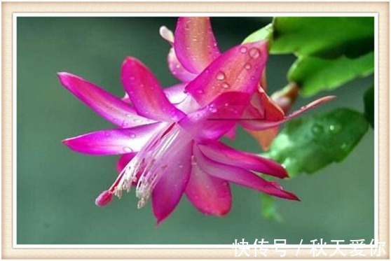 夏天养护蟹爪兰切记这“3点”,来年才能叶片油厚,花开爆满盆!